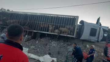 Virajı alamayan hayvan yüklü TIR devrildi