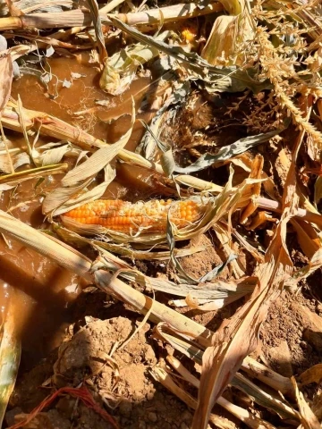 Yaban domuzları mısır tarlasına zarar verdi
