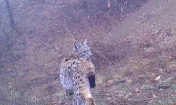 Yaban hayatın renkli görüntüleri fotokapanda
