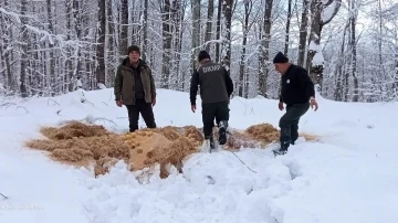 Bursa'da Yaban hayvanları için doğaya yem bırakıldı