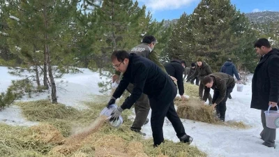 Yaban hayvanları için karla kaplanan ormanlara yem bıraktılar
