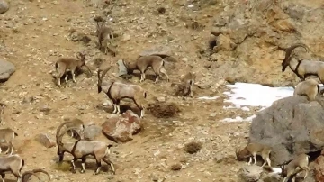 Yaban keçileri DKMP tarafından kayıt altına alınıyor
