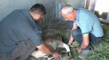 Yaban keçisi, köpeklerin saldırısından baraj gölüne atlayarak kurtuldu
