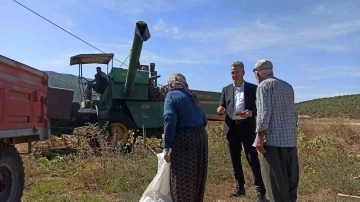 Yağlık ayçiçek üretimi rekor kırdı
