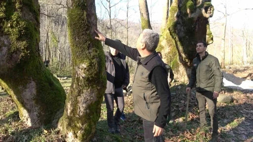  Hastalık bulaşan çınar ağaçları kuruyor