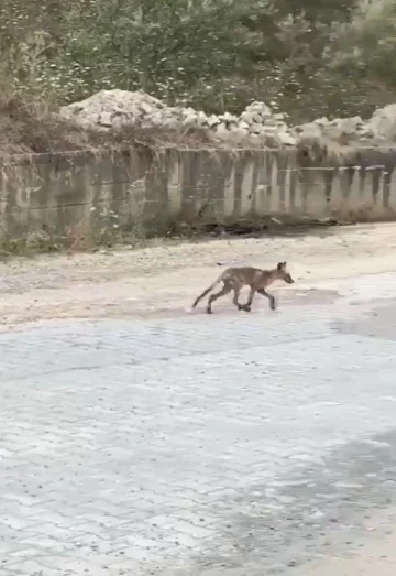 Yalova’da kent merkezine inen tilkiler kameralarda
