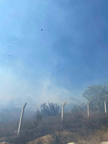 Yalova’da zeytinlik alanda çıkan yangın söndürüldü