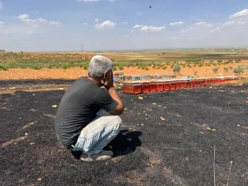 Yangında arıları telef olan arıcı çaresizce yanan kovanlarını izledi
