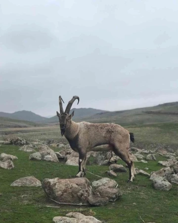 Yaralı dağ keçisi tedavi altında