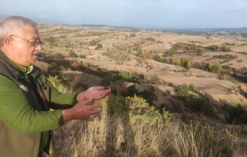 Yaralı halde bulunan bıldırcın, sağlığına kavuştu
