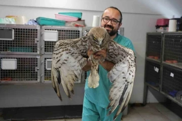 Yaralı halde bulunan yabani hayvanlara Denizli Büyükşehir Belediyesi sahip çıktı
