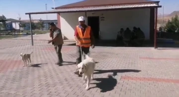 Yaralı köpeğe belediye sahip çıktı
