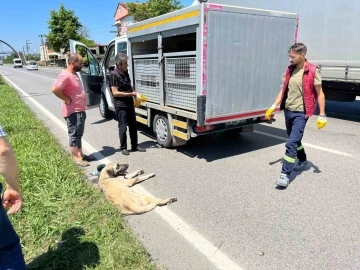 Yaralı köpek için seferber oldular
