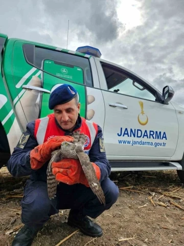 Yaralı şahin tedavi altına alında
