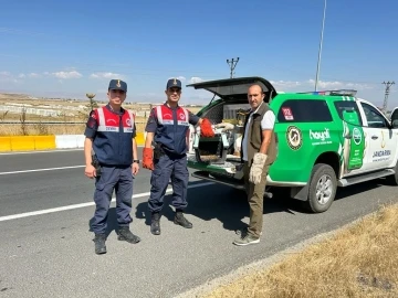 Yaralı tilki tedavi altına alındı