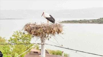 "Yaren" leylek yavrularını yeni yuvasında büyütüyor