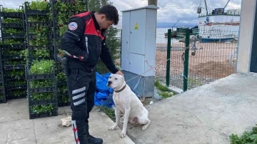 Yasaklı ırk köpeğe duygusal veda: &quot;Hoşça kal Patron&quot;