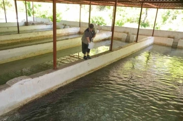 Yavru alabalık yetiştirip öğrencilere burs veriyor
