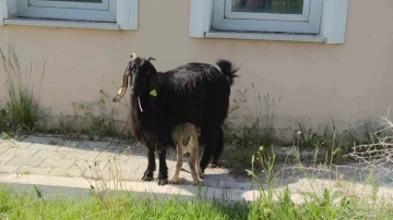 Yavru yaban keçisi emin ellerde
