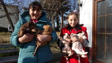 Yavruları ile taksi durağına sığınan köpeğe sahip çıktılar
