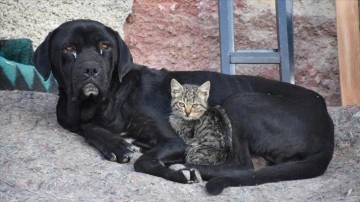 Yavruları ölen köpek, kediye annelik yapıyor