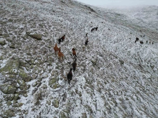 Yaylada kar altında yiyecek arayan yılkı atları havadan görüntülendi
