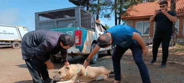 Yaylalardaki yaralı sokak hayvanlarına tedavi
