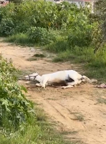 Yerde yatan atın görüntüsü korkuttu
