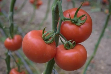 Yerli ve milli tohumdan üretilen domatesler çiftçiye tanıtıldı
