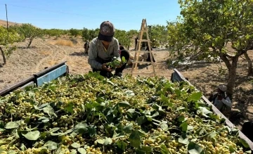 Yeşil altında yüksek rekolte, düşük fiyat
