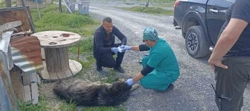 Yılanların ısırdığı köpeklere belediye sahip çıktı
