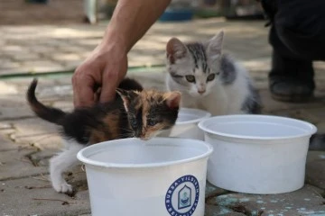 Yıldırım Belediyesi can dostlarımızın yanında 