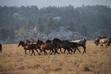 Yılkı atlarının Toroslar’ın yeşil çayırlarında görsel şöleni
