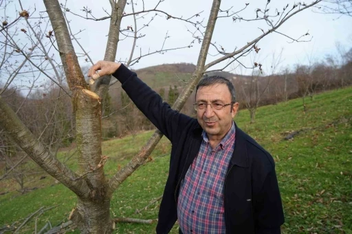 Yıllardır süren araştırma: 500 bitkiden sadece 35’i sağlam kaldı