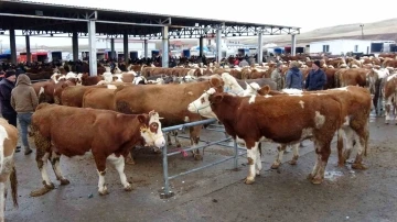 Yozgat’ın Kadışehri ilçesinde şap karantinası!
