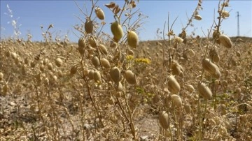 Yozgat'ta nohut hasadı başladı