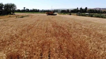 Yüksek rekolte bekleniyor, stratejik ürün buğdayda hasat başladı
