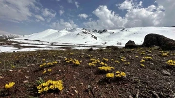 Yüksekova’da baharın müjdecisi çiçekler mest etti
