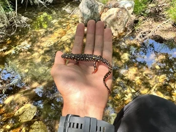 Yüksekova’da benekli semender görüntülendi
