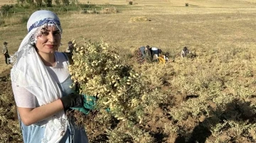 Yüksekova’da kadınlar elleriyle nohut hasadı yaptı
