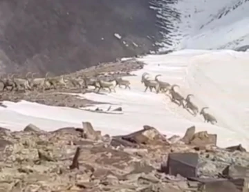 Hakkari'de yüzlerce dağ keçisi görüntülendi