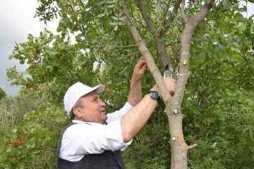 Yunusemre aşılamada hız kesmiyor
