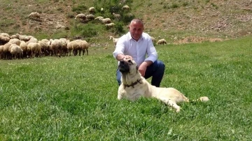 Yurt dışının stres ve iş yoğunluğundan bunalan gurbetçi, 22 yıl sonra köyünde hayvancılığa başladı
