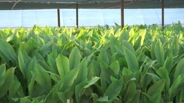 Zerdeçal’ın anavatanı Bodrum olacak
