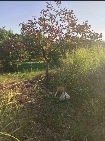 Zeytin hırsızları yakalandı