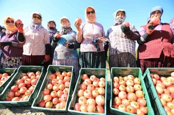 Zeytinköy’ün ilk ‘nar şenliği’ bu pazar yapılacak
