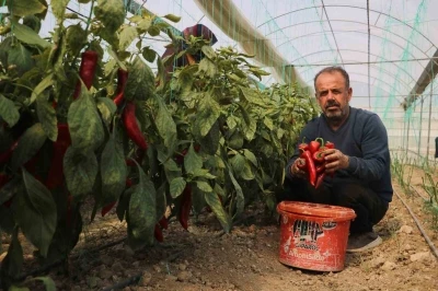 Kapya biber serada 80 TL’den alıcı buluyor