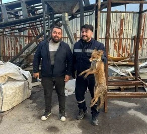 Zonguldak’ta köpeklerin saldırısına uğrayan tilkinin imdadına ekipler yetişti