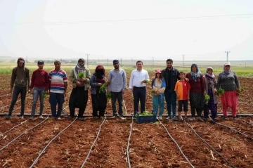 Zor şartlarda çalışan çiftçiler, 1 Mayıs’ta tarlalarını boş bırakmadı
