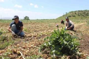 12 saat çalışan tarım işçileri 900 TL yevmiye elde ediyor